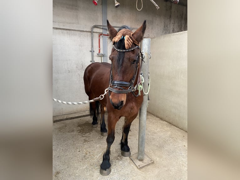 Perszeron Mix Wałach 6 lat 176 cm Gniada in De Haan