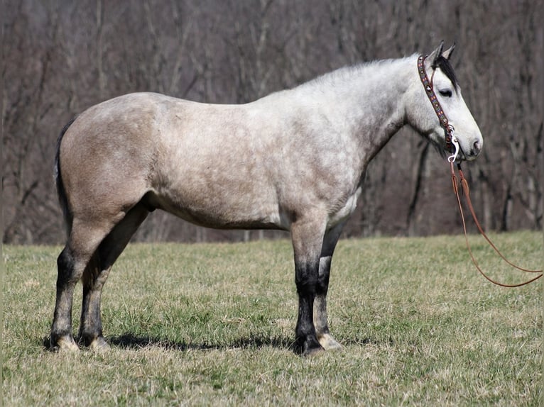 Perszeron Wałach 7 lat 160 cm Siwa in mOUNT vERNON ky