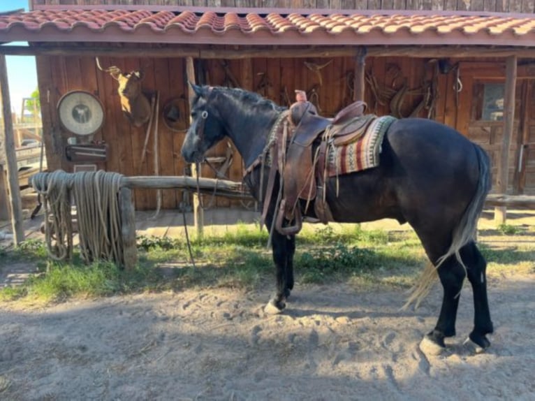 Perszeron Wałach 8 lat 150 cm Siwa in El Paso Tx