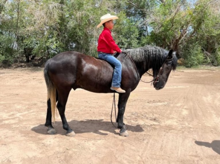 Perszeron Wałach 8 lat 150 cm Siwa in El Paso Tx