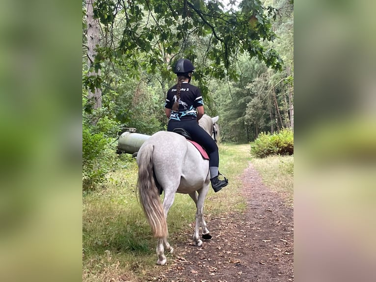 Peruvian Paso Gelding 11 years 15.1 hh Grey in Handeloh