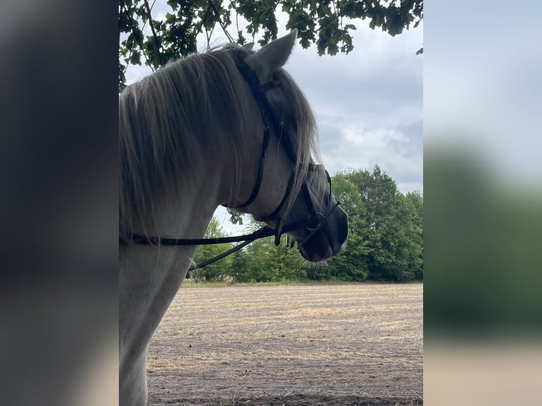 Peruvian Paso Gelding 11 years 15.1 hh Grey in Handeloh