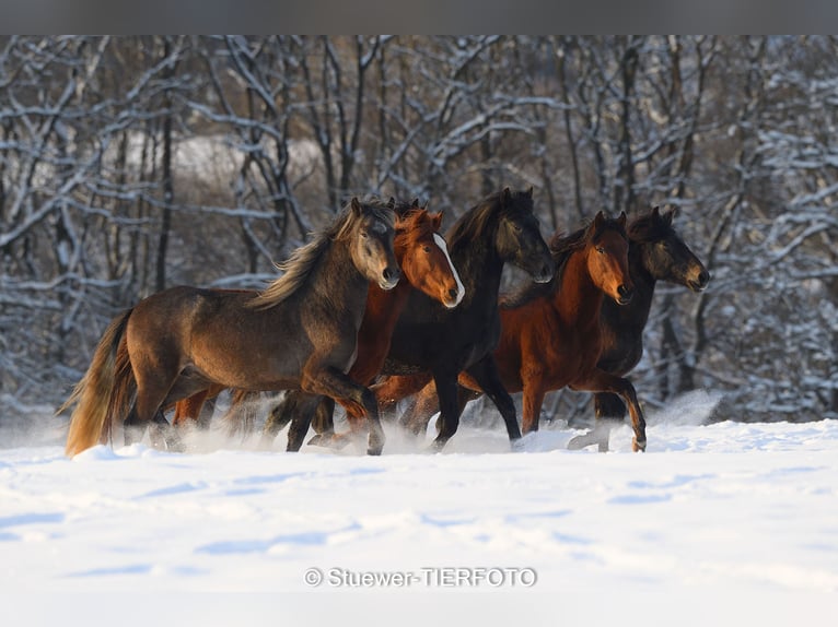 Peruvian Paso Mix Gelding 5 years 14.2 hh Chestnut-Red in Morsbach
