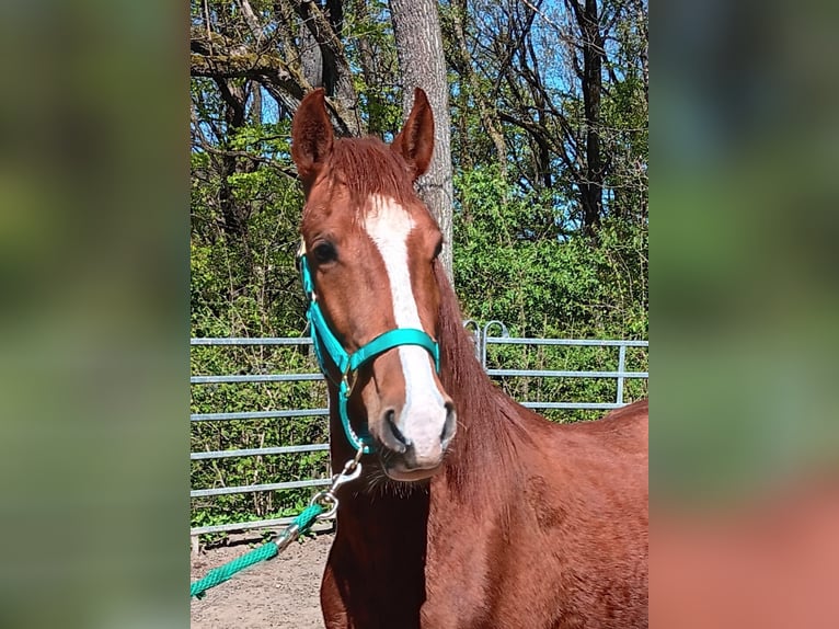 Peruvian Paso Mix Gelding 5 years 14.2 hh Chestnut-Red in Morsbach