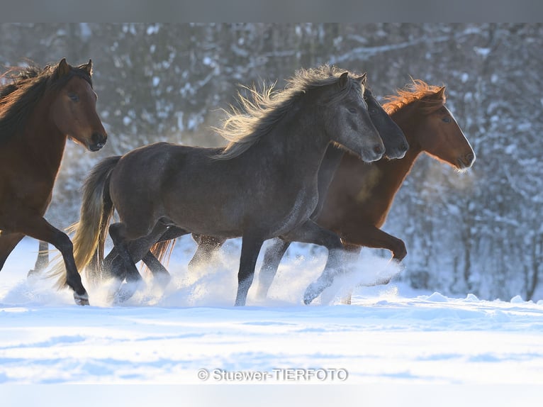 Peruvian Paso Mix Gelding 5 years 14,2 hh Chestnut-Red in Morsbach
