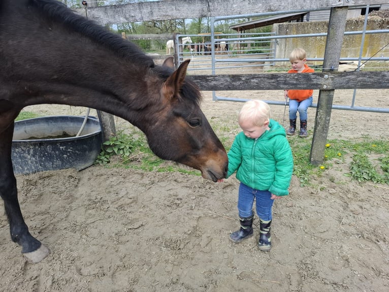 Peruvian Paso Gelding 5 years 15,1 hh Bay-Dark in Barger-Compascuum