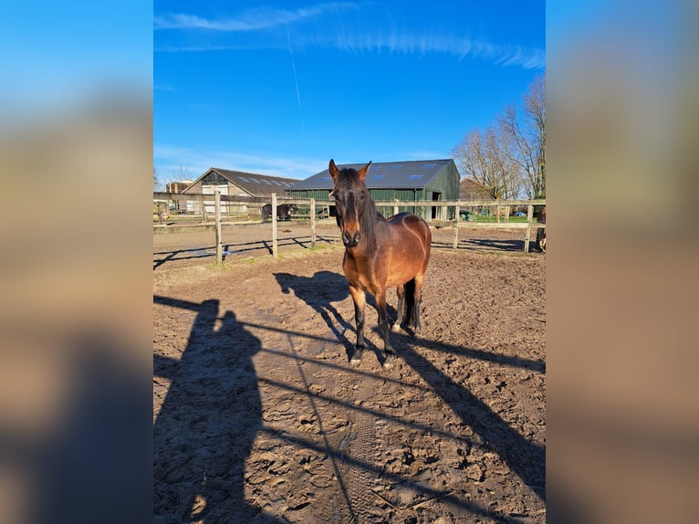 Peruvian Paso Gelding 5 years 15,1 hh Bay-Dark in Barger-Compascuum