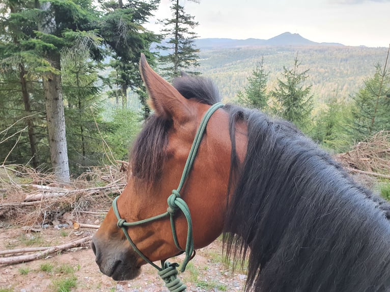 Peruvian Paso Mix Mare 15 years 14 hh Brown in Haiterbach