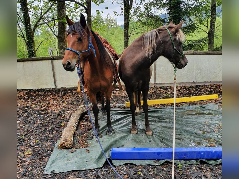 Peruvian Paso Mix Mare 15 years 14 hh Brown in Haiterbach