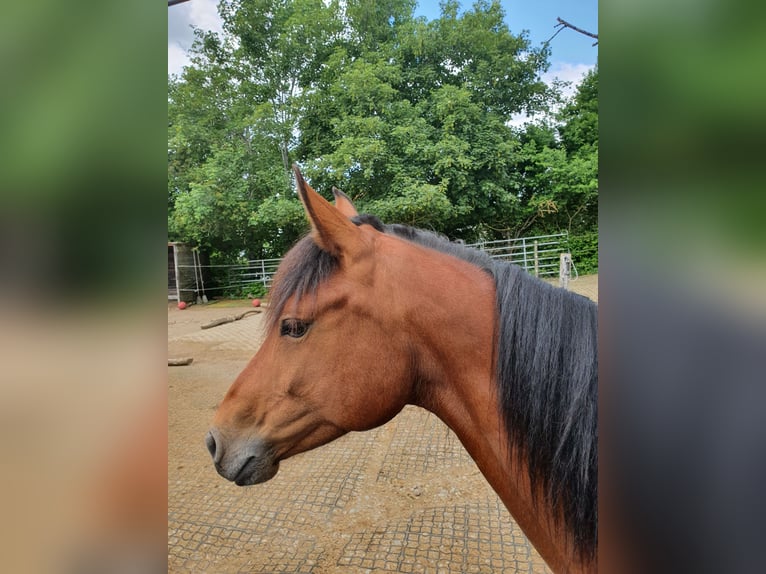 Peruvian Paso Mix Mare 15 years 14 hh Brown in Haiterbach