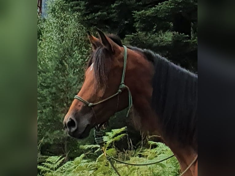 Peruvian Paso Mix Mare 15 years 14 hh Brown in Haiterbach