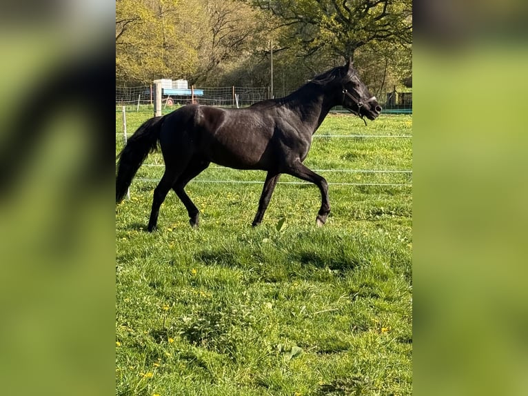 Peruvian Paso Mix Stallion 11 years 14.2 hh Black in Gräfenhainichen