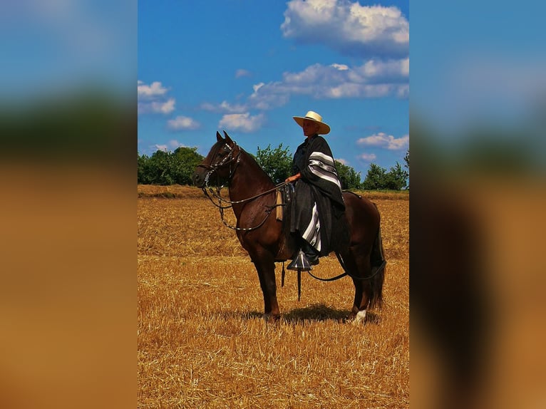 Peruvian Paso Stallion Chestnut in St. Ulrich