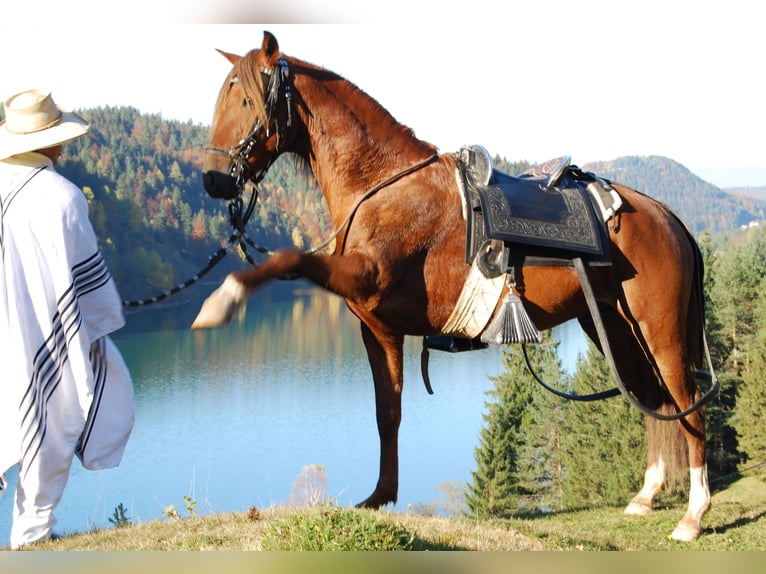 Peruvian Paso Stallion Chestnut-Red in St. Ulrich