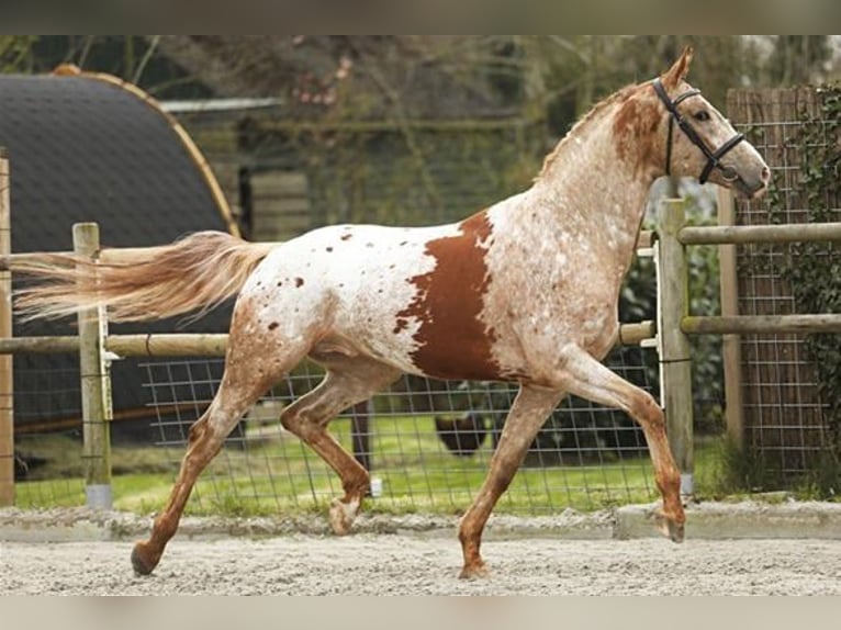 PERU´S SANSARYNO Appaloosa Étalon Alezan cuivré in Talavera De La Reina