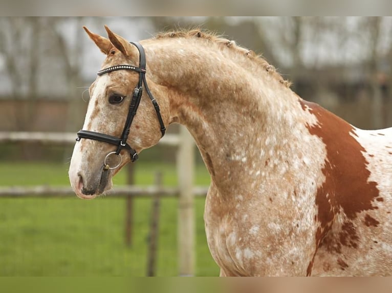 PERU´S SANSARYNO Appaloosa Hengst Roodvos in Talavera De La Reina