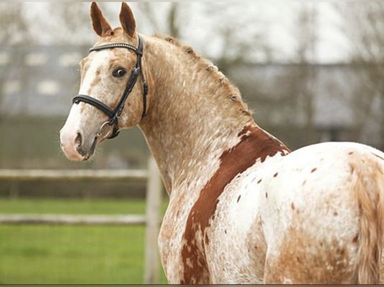 PERU´S SANSARYNO Appaloosa Stallone Sauro ciliegia in Talavera De La Reina