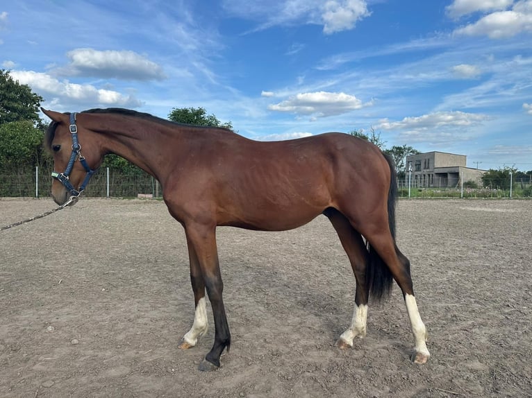 Petit cheval de selle allemand Étalon 2 Ans 155 cm  in Jütrichau