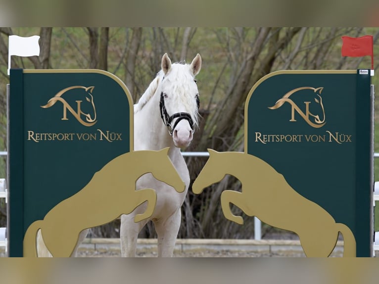 Petit cheval de selle allemand Étalon Cremello in Bad Sachsa