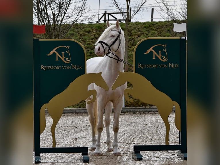 Petit cheval de selle allemand Étalon Cremello in Bad Sachsa