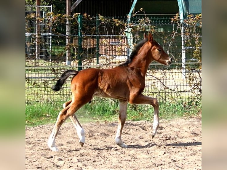 Petit cheval de selle allemand Étalon Poulain (01/2024) 158 cm Bai brun in Havelaue P