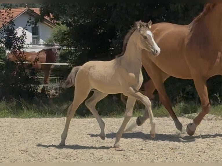 Petit cheval de selle allemand Étalon Poulain (05/2026) Buckskin in Schönthal