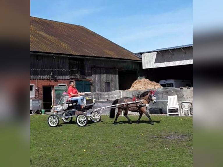 Petit cheval de selle allemand Hongre 11 Ans 115 cm Buckskin in Lentföhrden