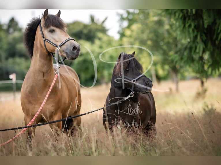Petit cheval de selle allemand Hongre 11 Ans 115 cm Buckskin in Lentföhrden