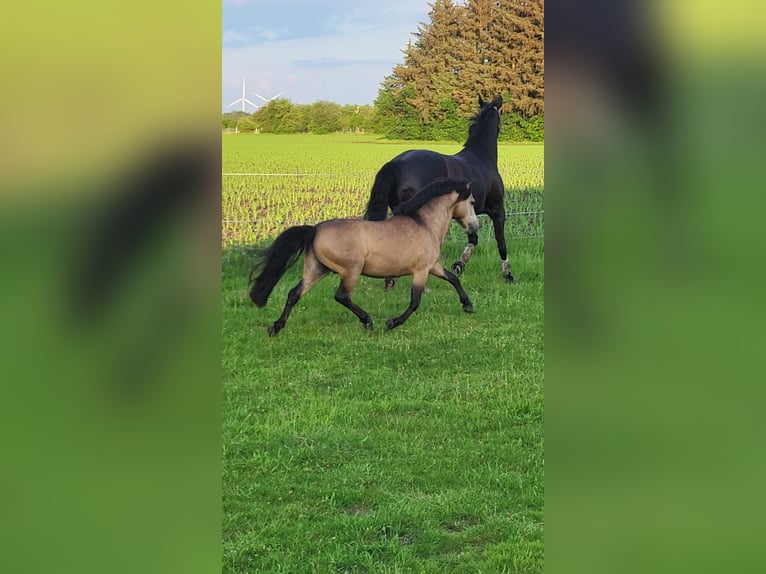 Petit cheval de selle allemand Hongre 11 Ans 115 cm Buckskin in Lentföhrden