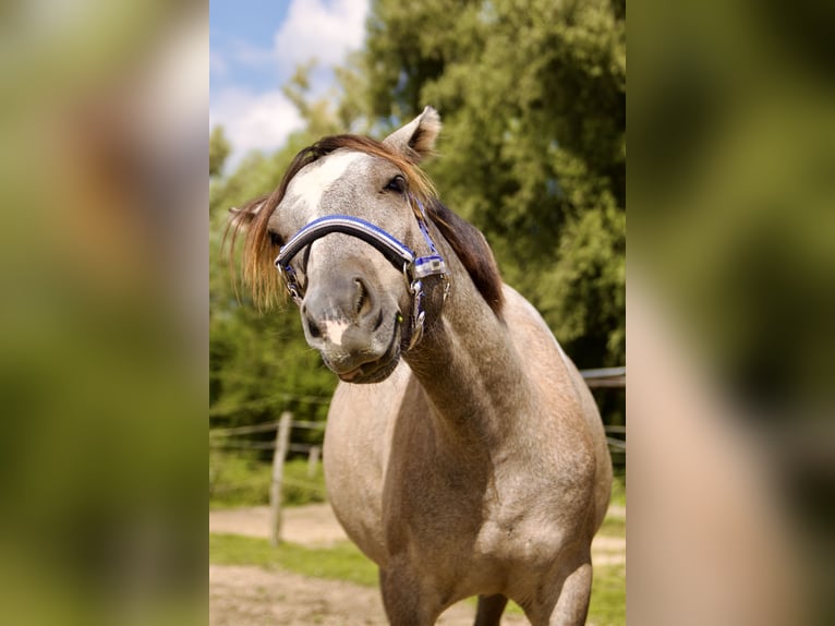 Petit cheval de selle allemand Hongre 1 Année 134 cm Peut devenir gris in Mülheim an der Ruhr