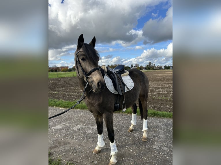 Petit cheval de selle allemand Hongre 4 Ans 153 cm Buckskin in Grevenbroich