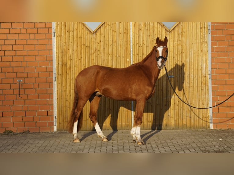 Petit cheval de selle allemand Hongre 4 Ans 158 cm Alezan in Bliedersdorf