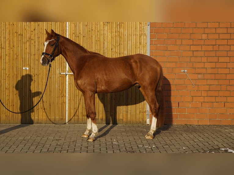 Petit cheval de selle allemand Hongre 4 Ans 158 cm Alezan in Bliedersdorf