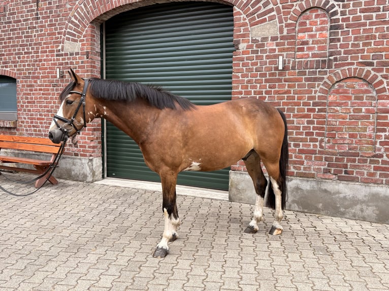 Petit cheval de selle allemand Hongre 5 Ans 146 cm Bai in Bocholt