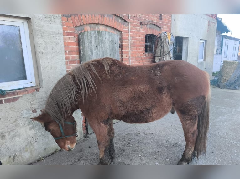 Petit cheval de selle allemand Hongre 6 Ans 165 cm Bai in Wiesengrund