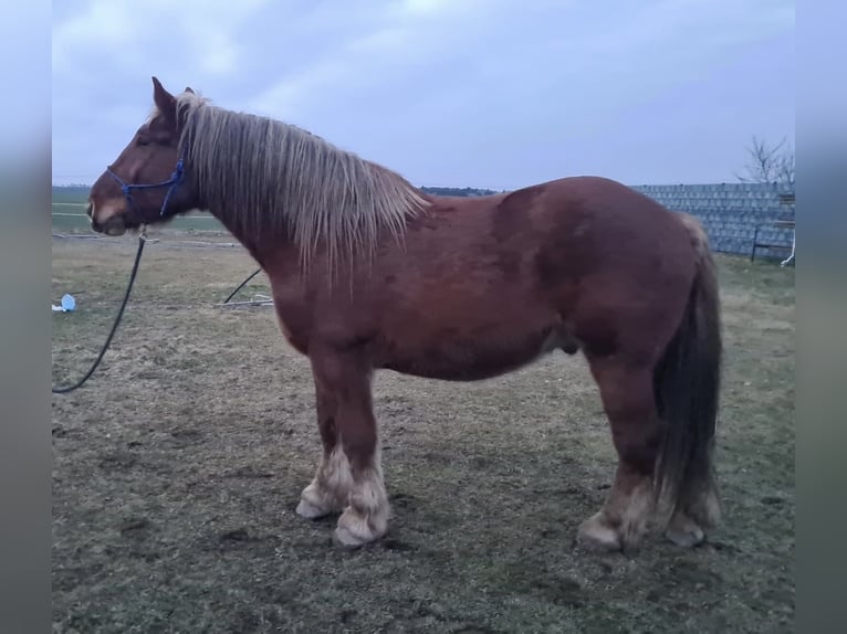 Petit cheval de selle allemand Hongre 6 Ans 165 cm Bai in Wiesengrund