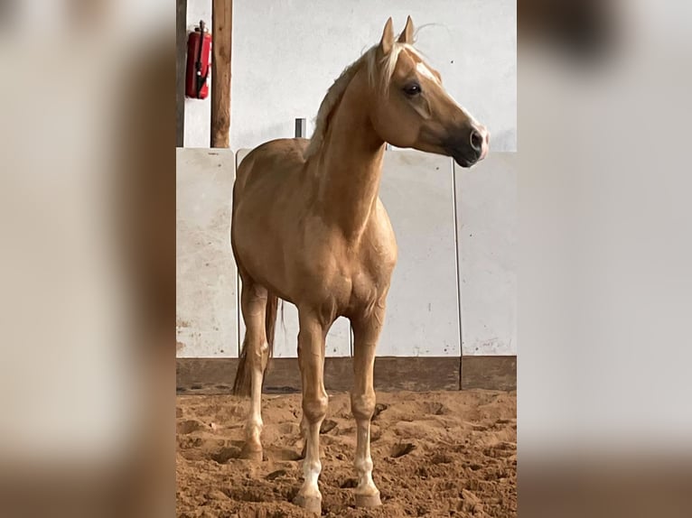 Petit cheval de selle allemand Hongre 7 Ans 154 cm Palomino in Horhausen