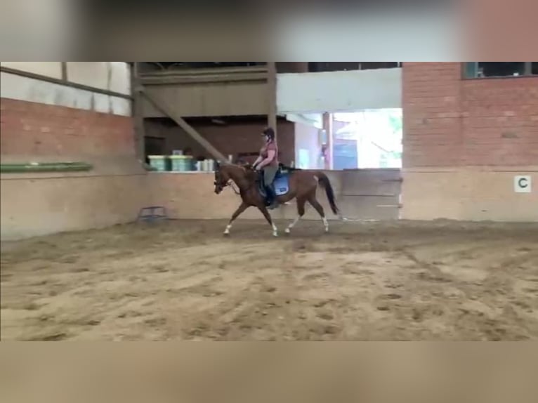 Petit cheval de selle allemand Croisé Jument 10 Ans 150 cm Alezan in Ganderkesee