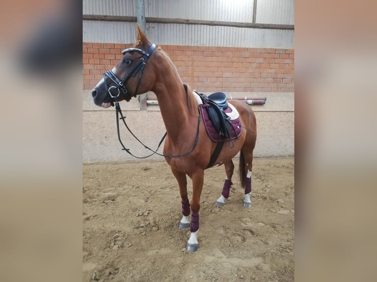 Petit cheval de selle allemand Croisé Jument 10 Ans 150 cm Alezan in Ganderkesee