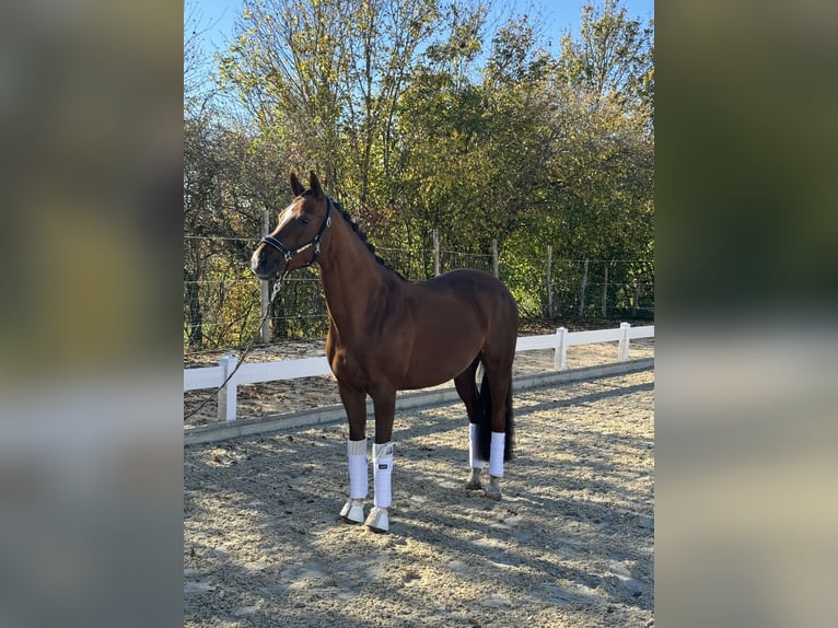 Petit cheval de selle allemand Jument 10 Ans 155 cm Alezan in Hülben