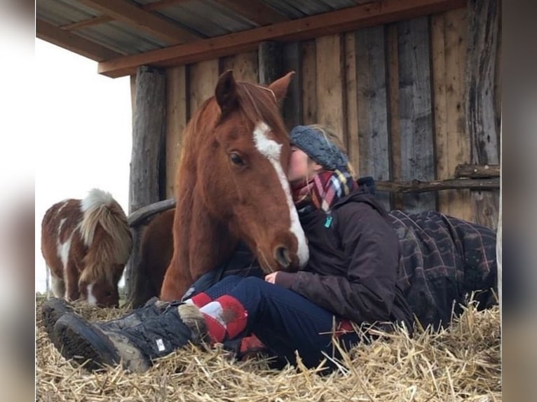 Petit cheval de selle allemand Jument 12 Ans 155 cm Alezan in Berlin