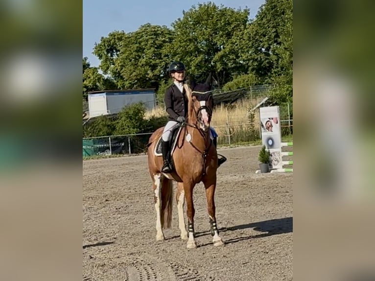 Petit cheval de selle allemand Jument 14 Ans 158 cm Alezan in Aulendorf