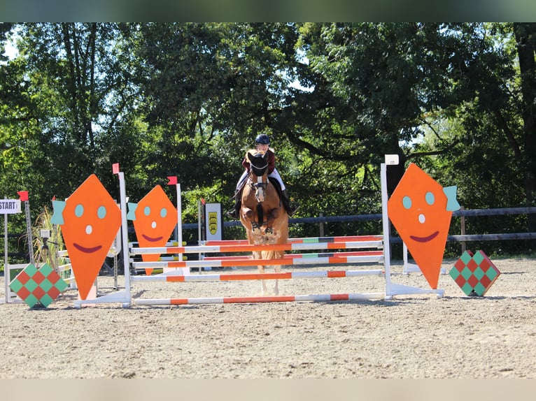 Petit cheval de selle allemand Jument 14 Ans 158 cm Alezan in Aulendorf
