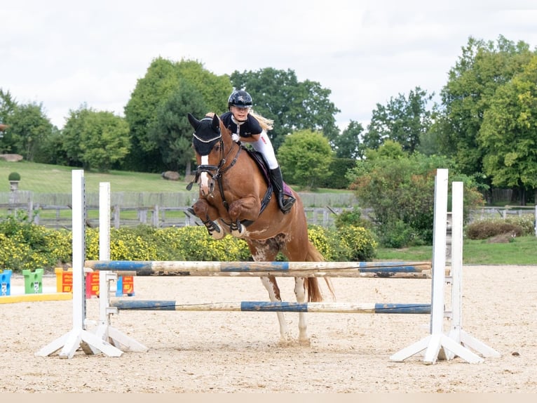 Petit cheval de selle allemand Jument 14 Ans 158 cm Alezan in Aulendorf