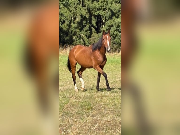 Petit cheval de selle allemand Jument 16 Ans 163 cm Bai brun in Erkelenz