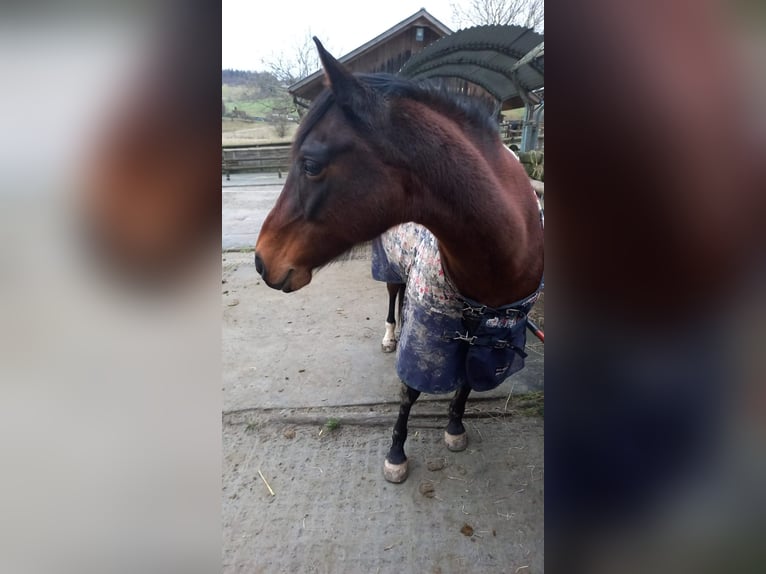 Petit cheval de selle allemand Jument 25 Ans 153 cm Bai in Mörlenbach