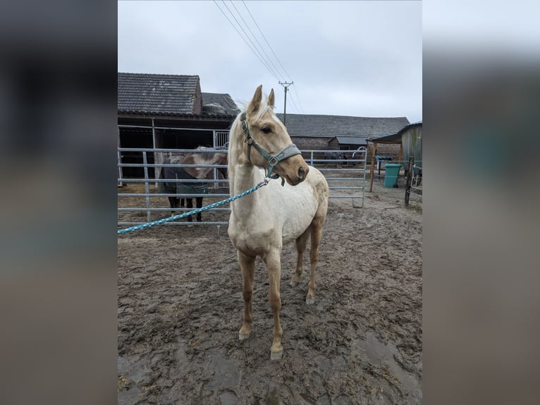 Petit cheval de selle allemand Jument 2 Ans Palomino in Goch