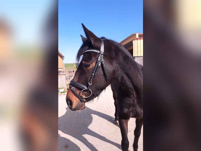 Petit cheval de selle allemand Jument 3 Ans 155 cm Bai in Nidderau
