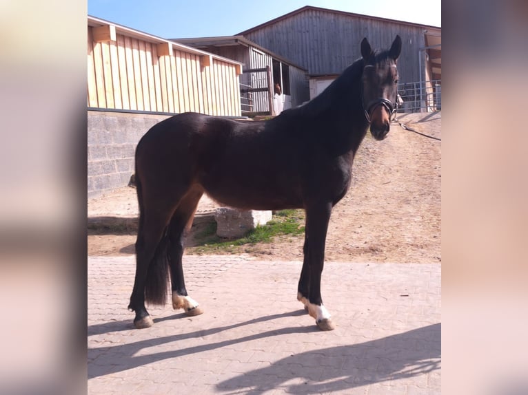 Petit cheval de selle allemand Jument 3 Ans 155 cm Bai in Nidderau