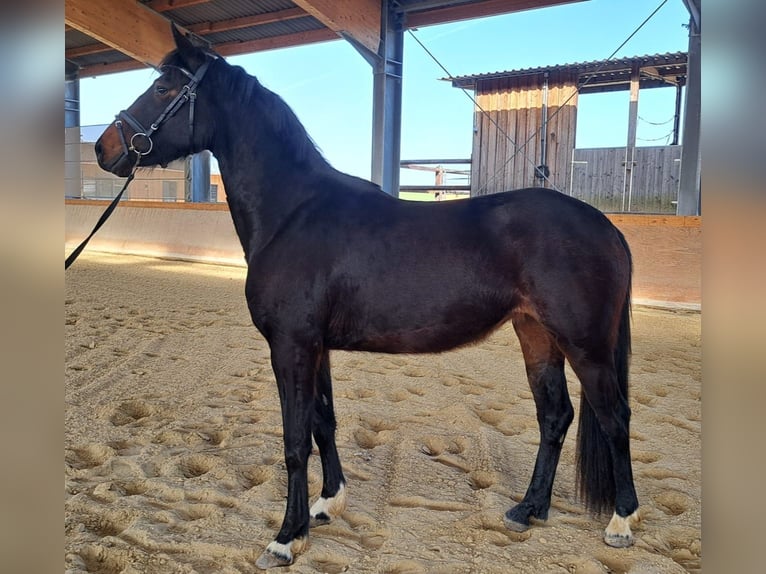 Petit cheval de selle allemand Jument 3 Ans 155 cm Bai in Nidderau